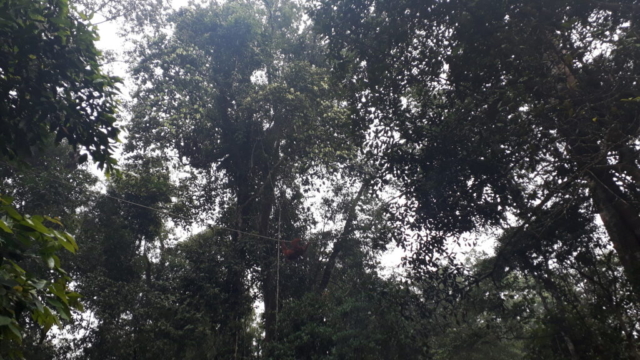 Semenggoh - příchod orangutanů