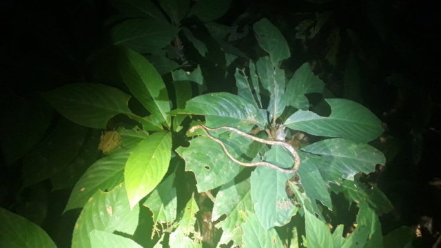 Mulu - noční procházka - hadi, často visící z větví nad námi