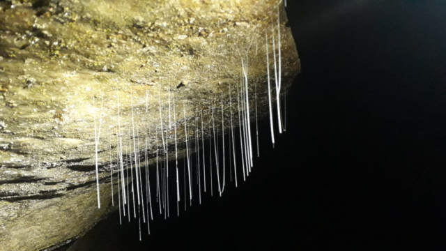Mulu - jeskyní červi spouštějící vlákna slizu, na který chytají hmyz